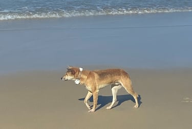 dingo on beach