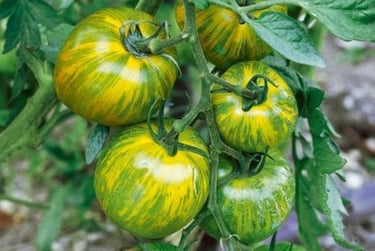 Green Zebra Tomato