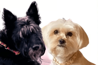 pet portrait from photo