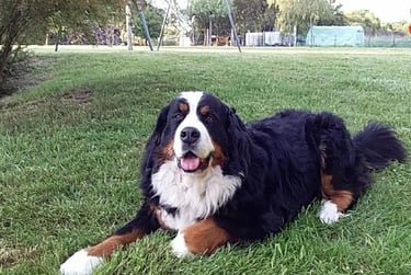 Laika, le bouvier bernois de 8 ans de la maison