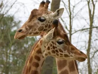Nouveauté, nos girafons au zoo de la Flèche