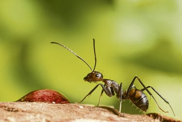 tuer nid de fourmis, exterminateur insectes montélimar, désinsectiseur drôme, tarif désinsectiseur