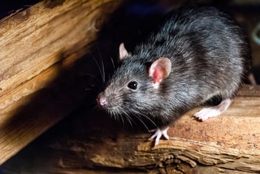 dératisation, dératiseur montélimar, extermination de rats, exterminateur de souris montélimar