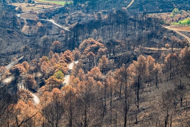 Incendie dans l'Aude la nature détruite