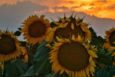 Girasoles al atardecer