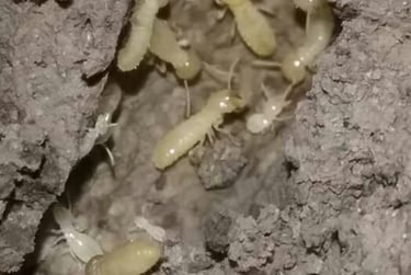 Termite Control Auburn Ga