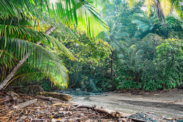 Edge of the jungle, where the river flows towards the ocean, Corcovado National Park, Costa Rica