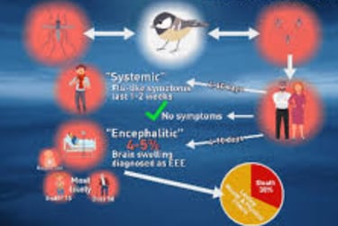 Eastern Equine Encephalitis (EEE)