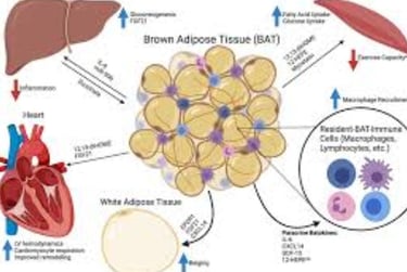 Brown Adipose Tissue (BAT) Methods for Its Evaluation