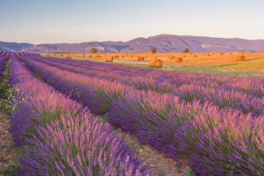Rows of blooming purple lavender fields in Provence with hay bales and mountains at sunset.