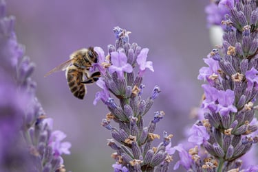 Honey bee pollinating purple lavender flowers in a blooming summer field.