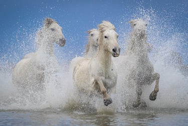 a group of horses running through the water