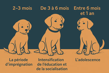 Age Chiens