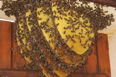 récupération essaim abeille  Fillinges, Bonne Boëge Cluses Reignier Saint-Jeoire