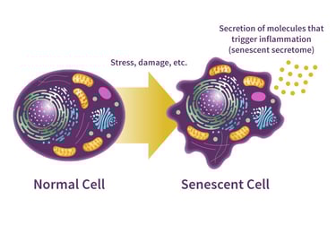 Protect Your Cells From Cellular Senesence