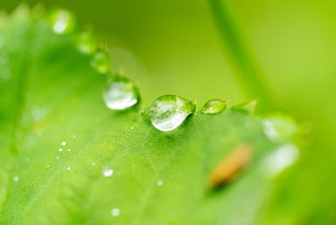 Photographie macro en Vaucluse par Gilles Giordani