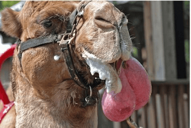 camellos estomago