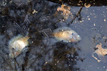 Hundreds of dead fish and animals were removed from the KDA toxic spill.