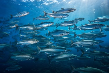 journée mondiale des poissons migrateurs