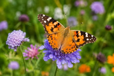 journée mondiale du papillon