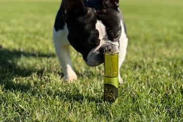 a dog is playing with a bottle of Fursache