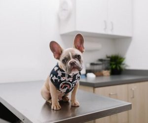 pet vet