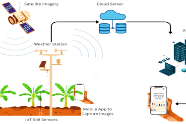 GMM Fruits Indian Bananas