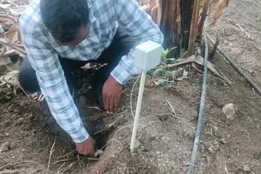 GMM Fruits Indian Bananas