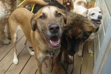 Dogs waiting to come inside at dog daycare