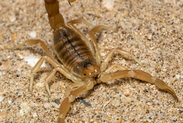 Identificando os Principais Riscos no Camping - Escorpião