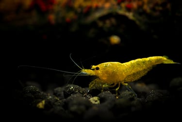 Yellow Dusk cherry shrimp with reflective glitter pigment on dark substrate.