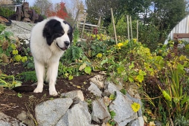 picture of a large dog standing on a rock wall with plants all around
