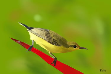 Olive-backed Sunbird