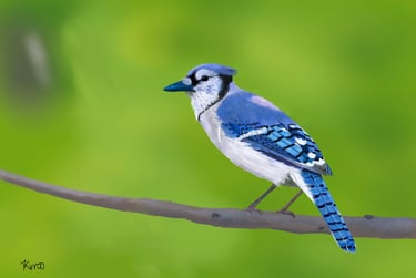 Blue Jay perched on a branch