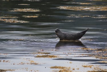 "Seal Skipper" - Isle of Arran, Scotland