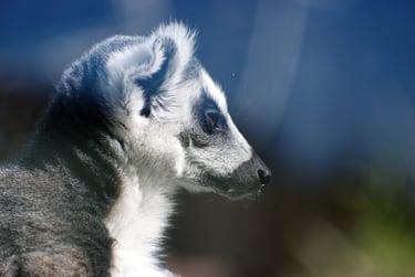 "Return to Lemur Island" - Clevedon, England