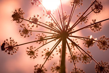 fotografia ravvicinata di un fiore della pianta di finocchio