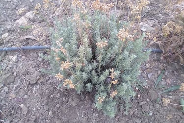 Héichryse Italienne