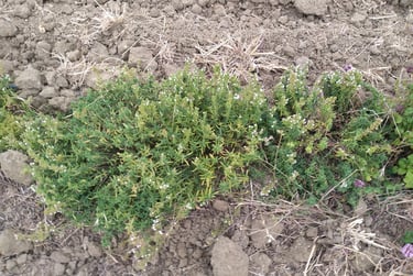 Sarriette des Montagnes