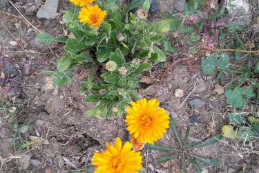 Calendula Officinalis