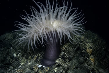 A large deep-sea anemone with translucent white tentacles attached to a dark rocky seafloor.