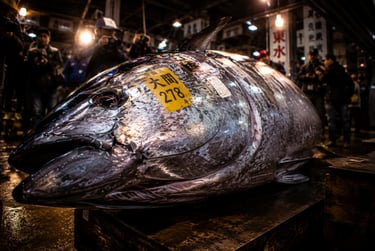 Massive bluefin tuna at the Toyosu fish market auction in Tokyo with a yellow identification tag.
