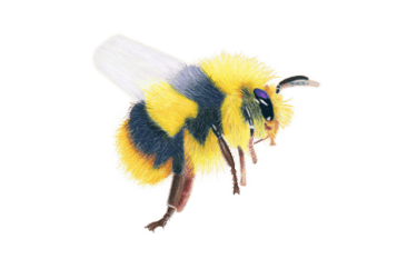 Bee canvas tote bag