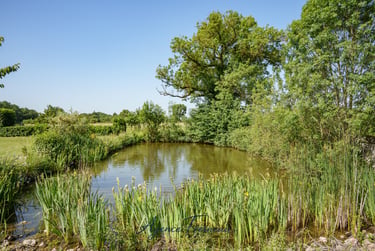 Bassin de jardin paisible entouré d’arbres, de roseaux et d’iris jaunes, au sein d’un parc paysager.