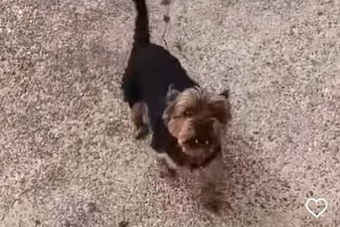 agressif chien pont a mousson