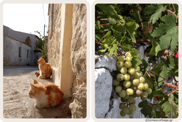 Green grapes and cats on the streets of Alagni Village near Tonia's Cottage