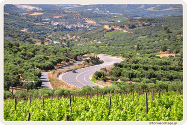 "Scenic car trip on a green Heraklion road, surrounded by olive groves