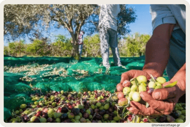 Olives being harvested in Crete during the harvest season