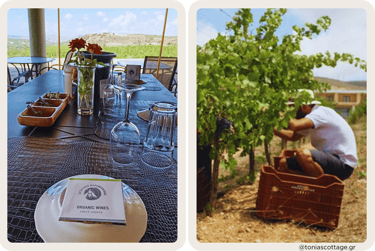 Paterianakis Winery table set for a wine tasting, with fresh grapes being gathered in the vineyard