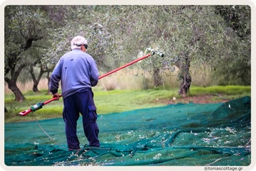 Olive farmer harvesting in a grove with nets spread under the trees